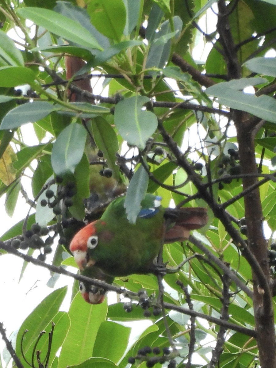 Rose-headed Parakeet - ML643576895