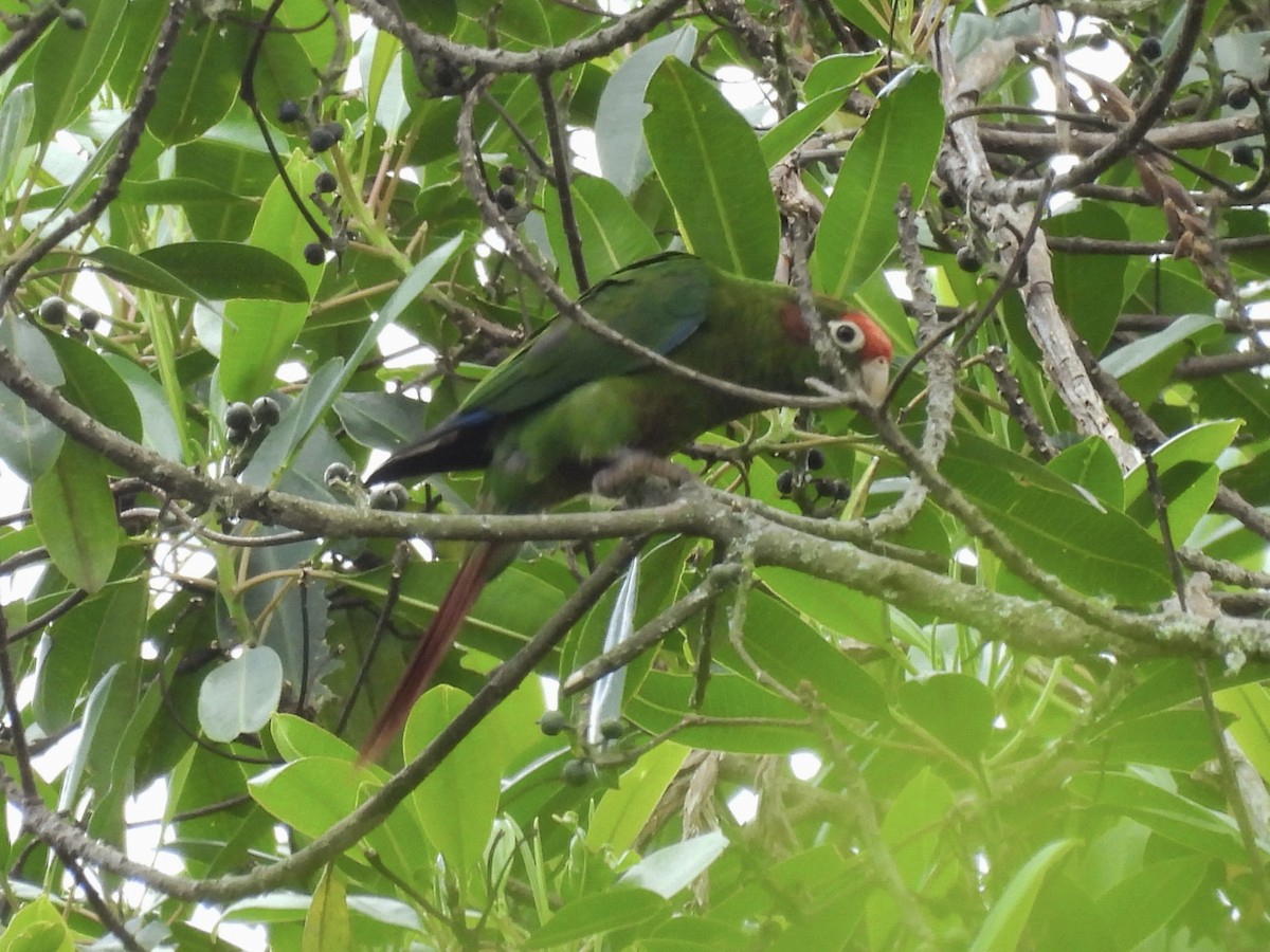 Rose-headed Parakeet - ML643576896
