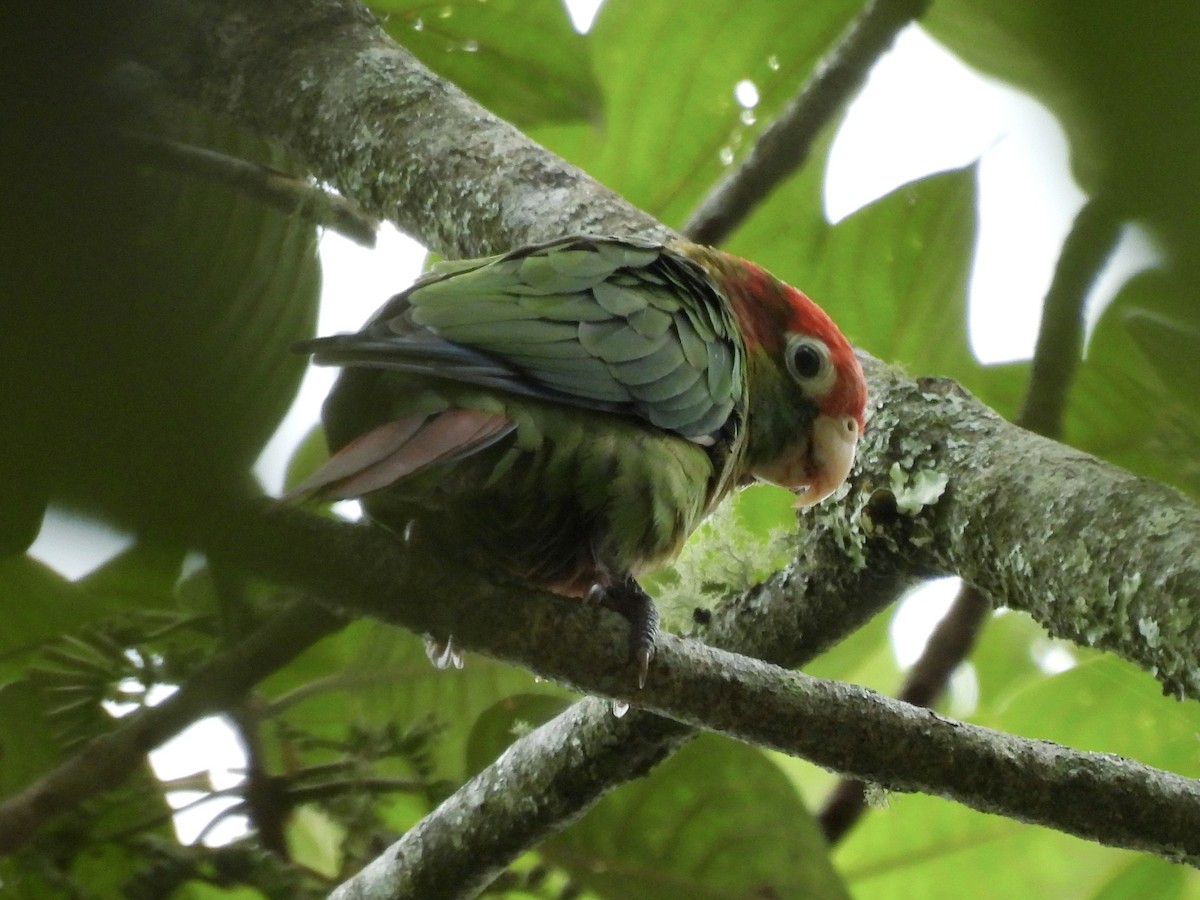 Rose-headed Parakeet - ML643576897