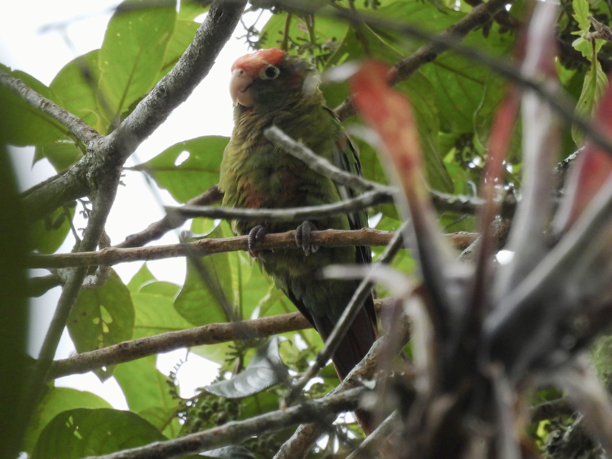 Rose-headed Parakeet - ML643576898