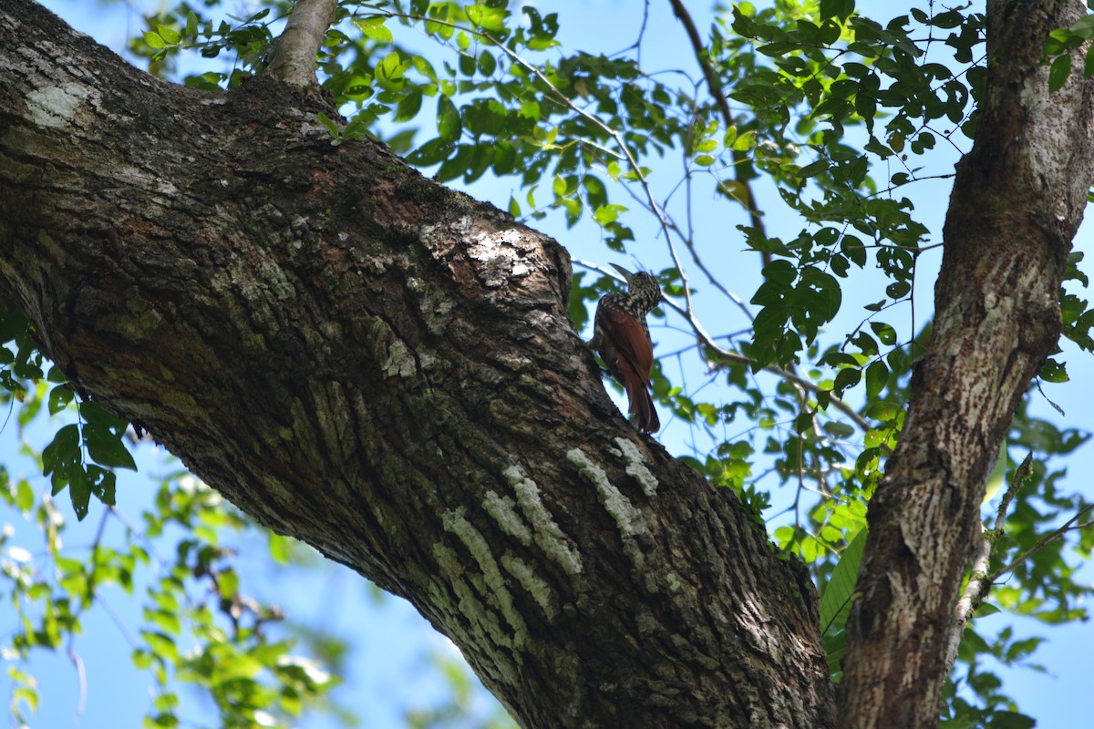 Black-striped Woodcreeper - ML643576921