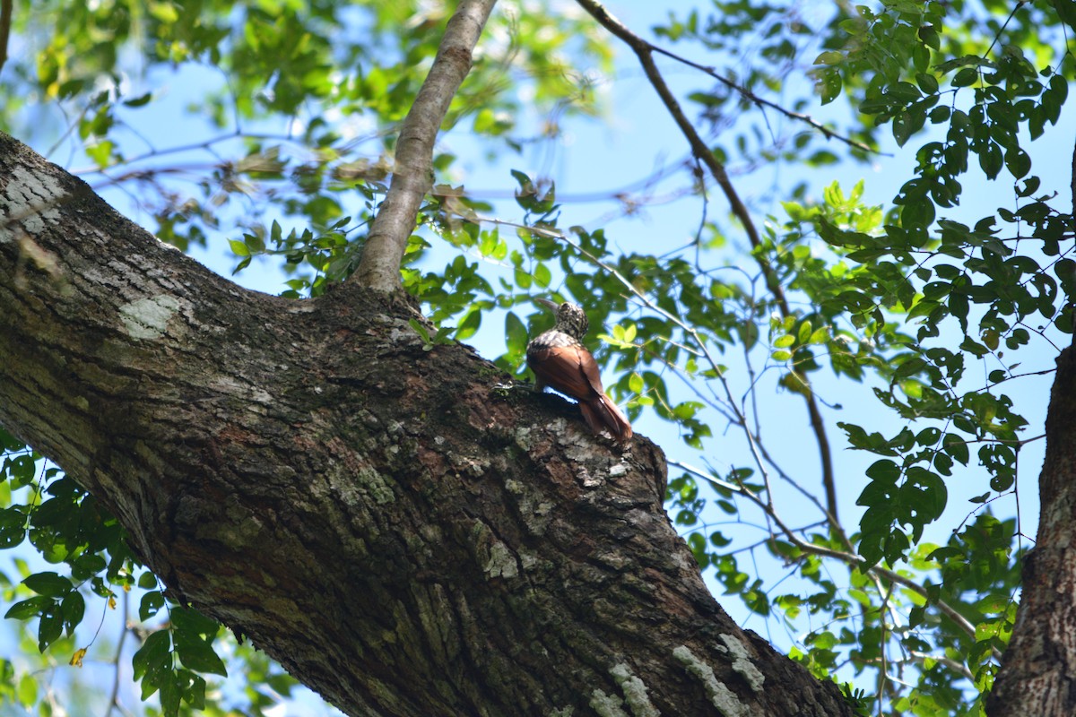Black-striped Woodcreeper - ML643576922