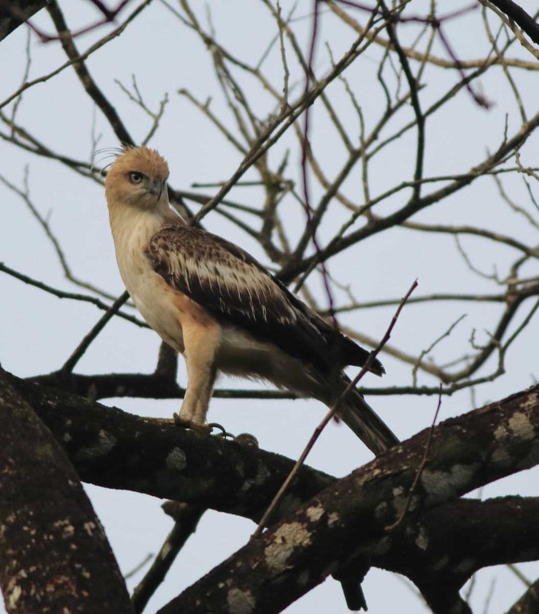 Changeable Hawk-Eagle - ML643576926