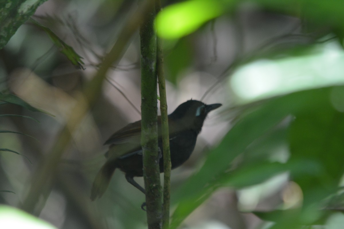 Chestnut-backed Antbird - ML643576927