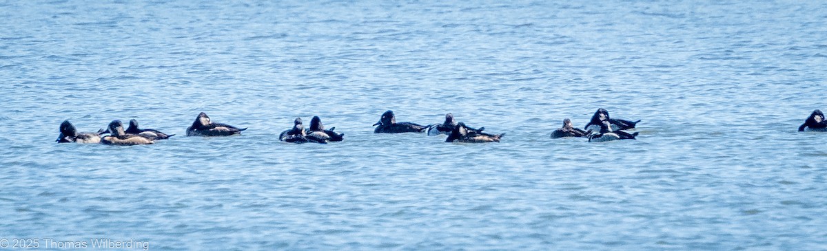 Ring-necked Duck - ML643576928