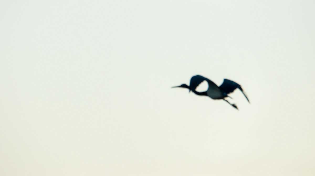 Tricolored Heron - ML643576931