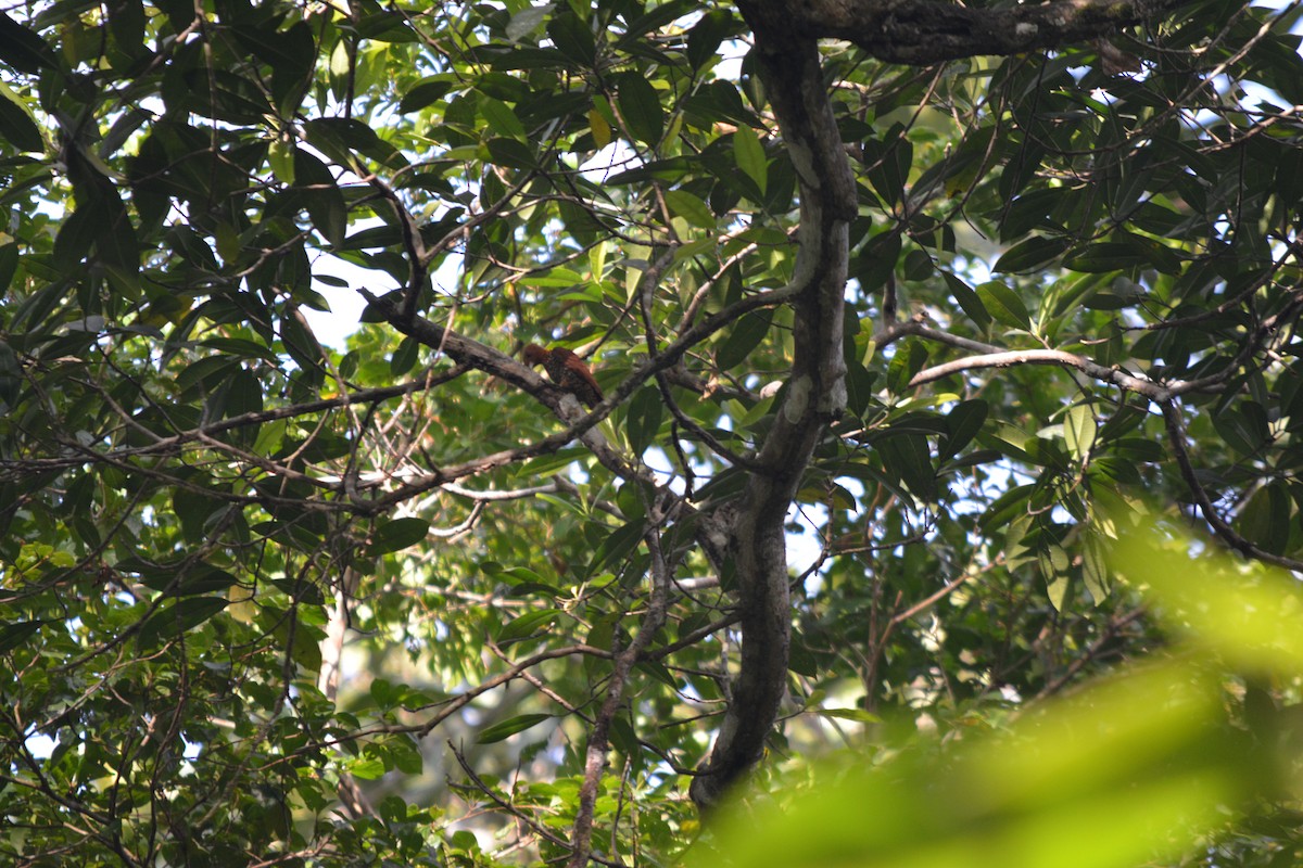 Cinnamon Woodpecker - ML643576932