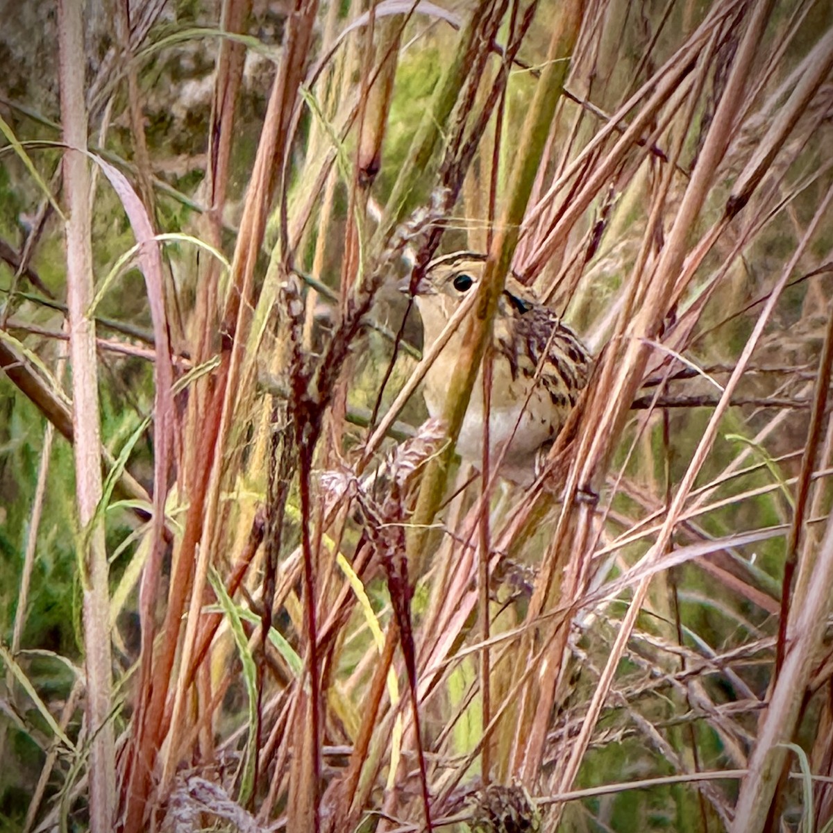 LeConte's Sparrow - ML643576933