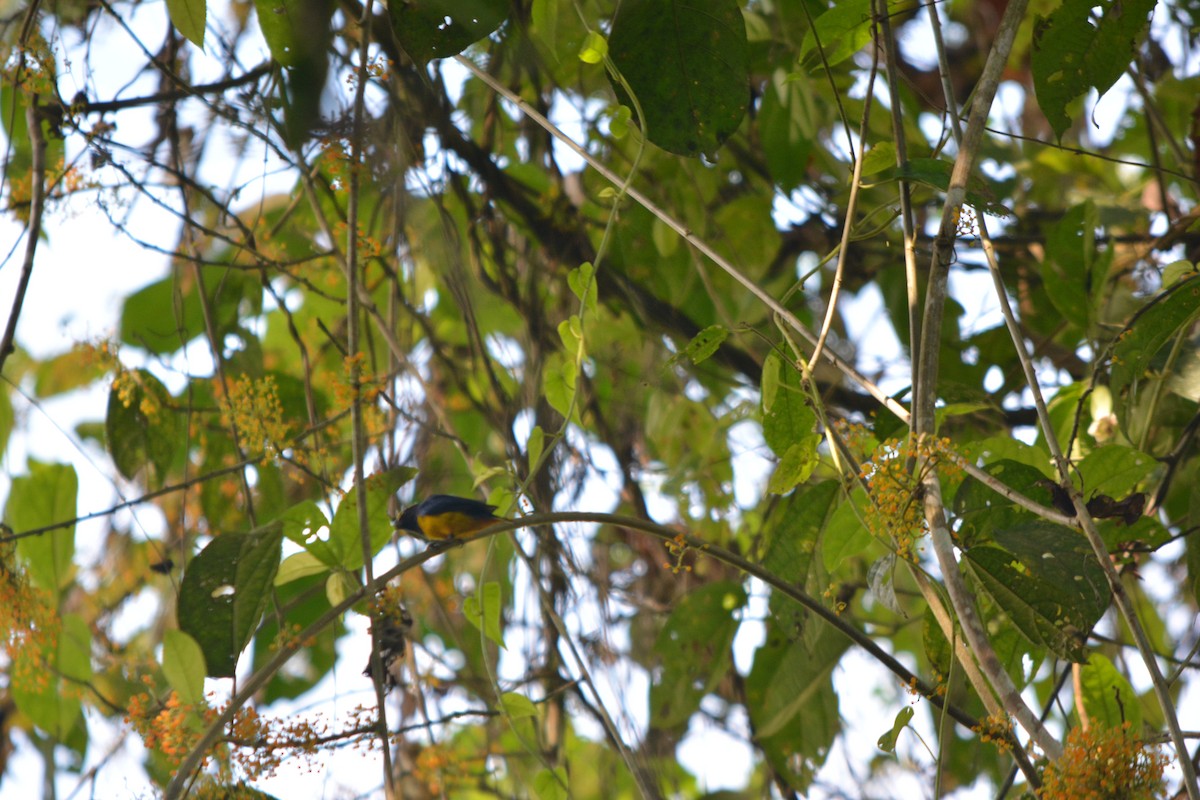 Fulvous-vented Euphonia - ML643576941