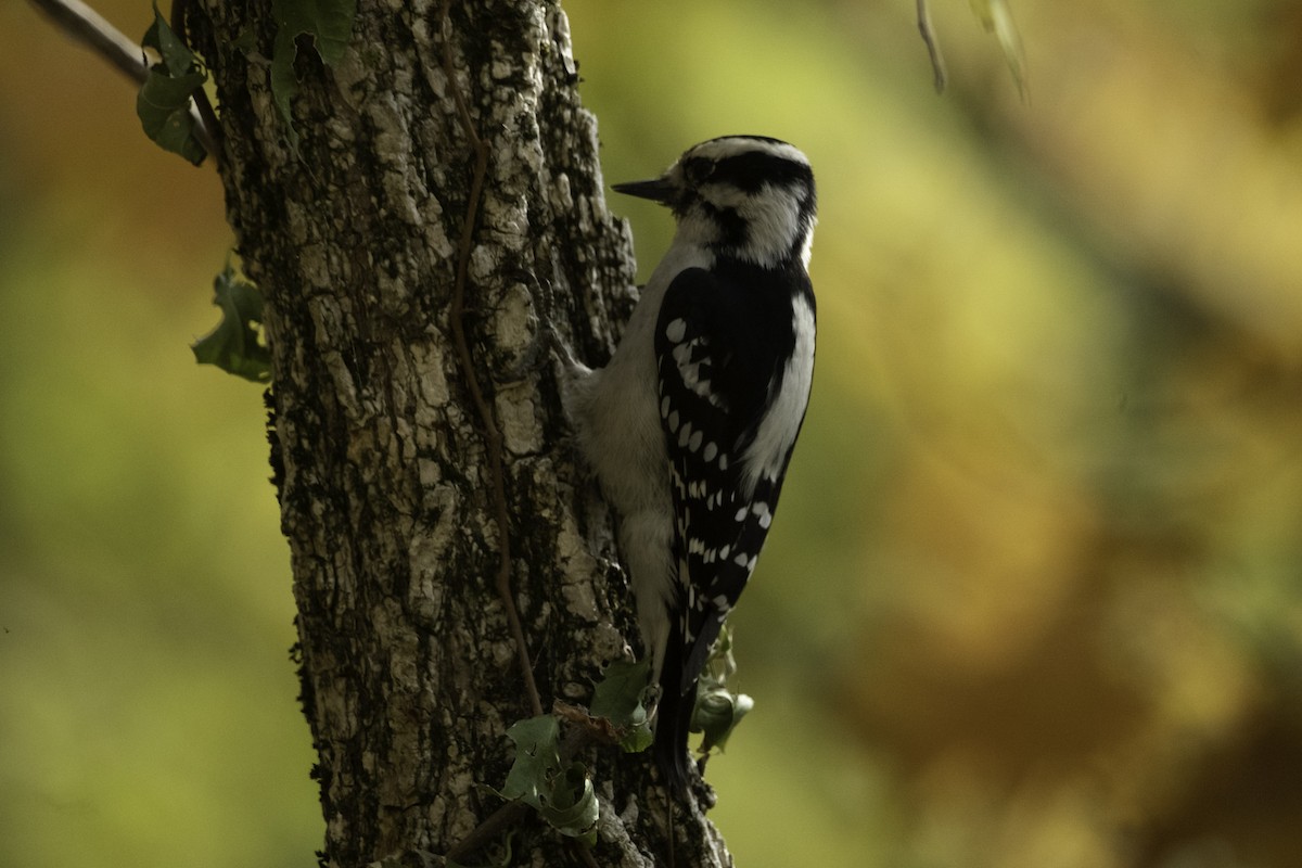 Downy Woodpecker - ML643576943
