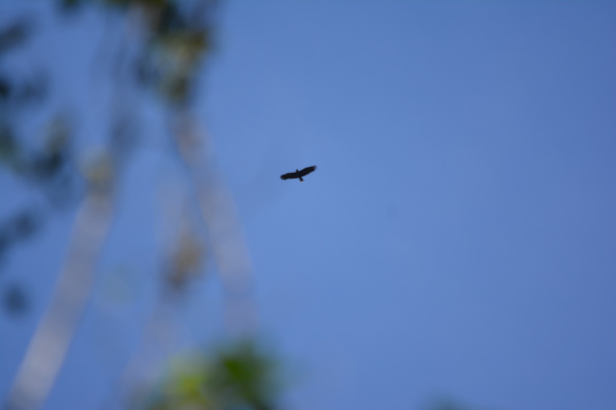 Great Black Hawk - ML643576947