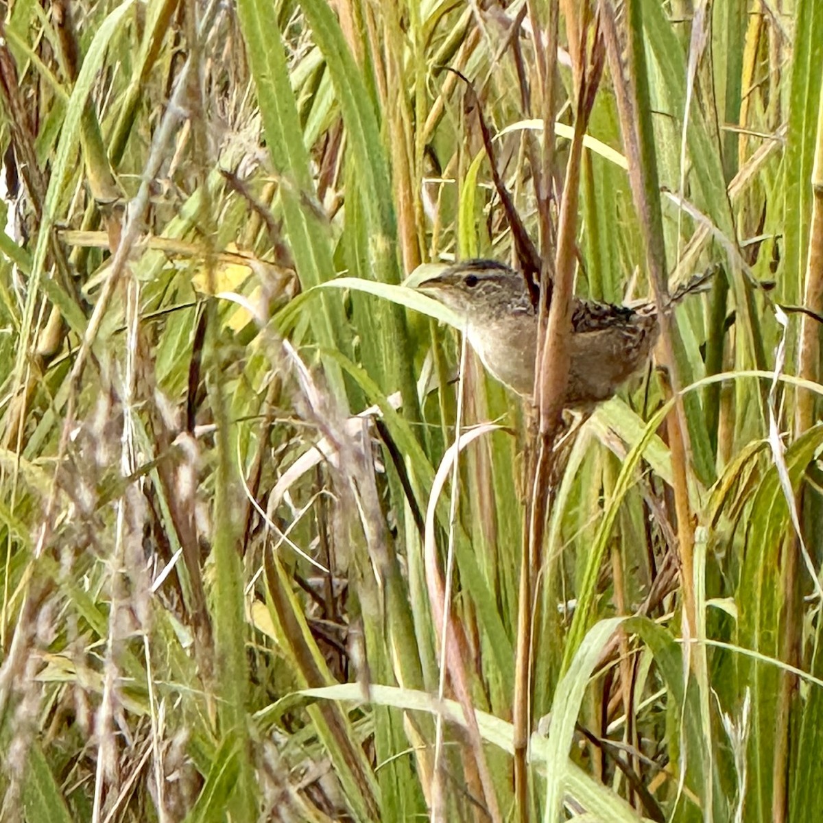 Sedge Wren - ML643576948