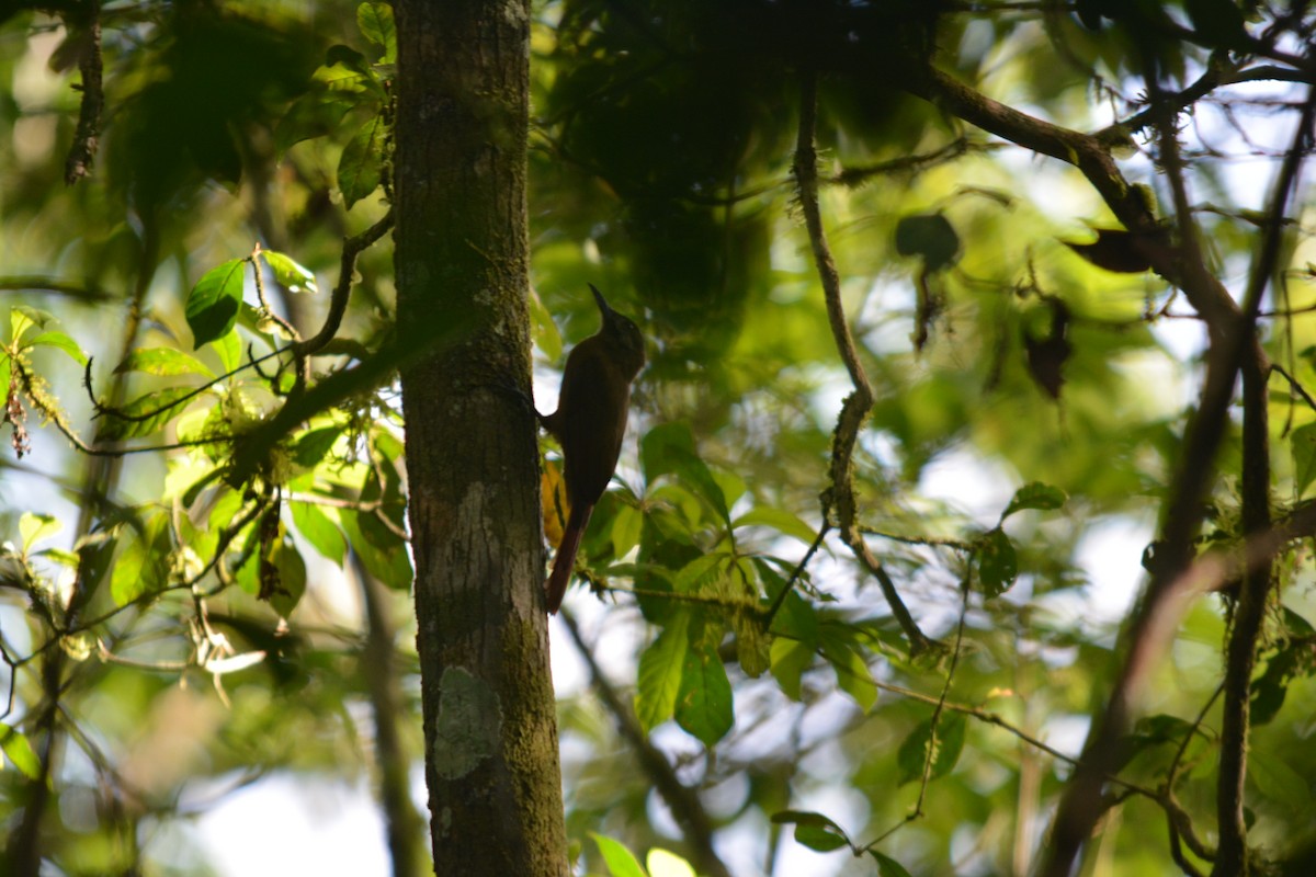 Plain-brown Woodcreeper - ML643576951
