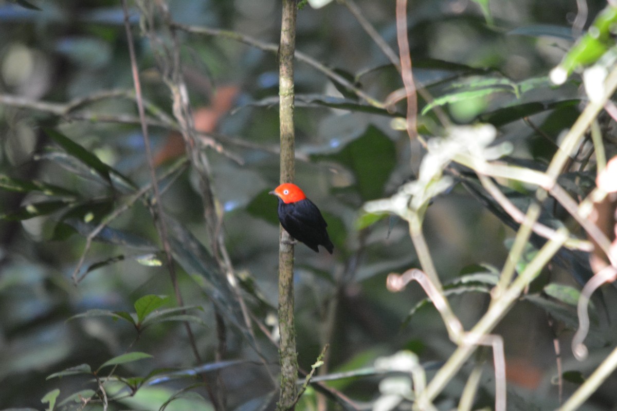 Red-capped Manakin - ML643576953