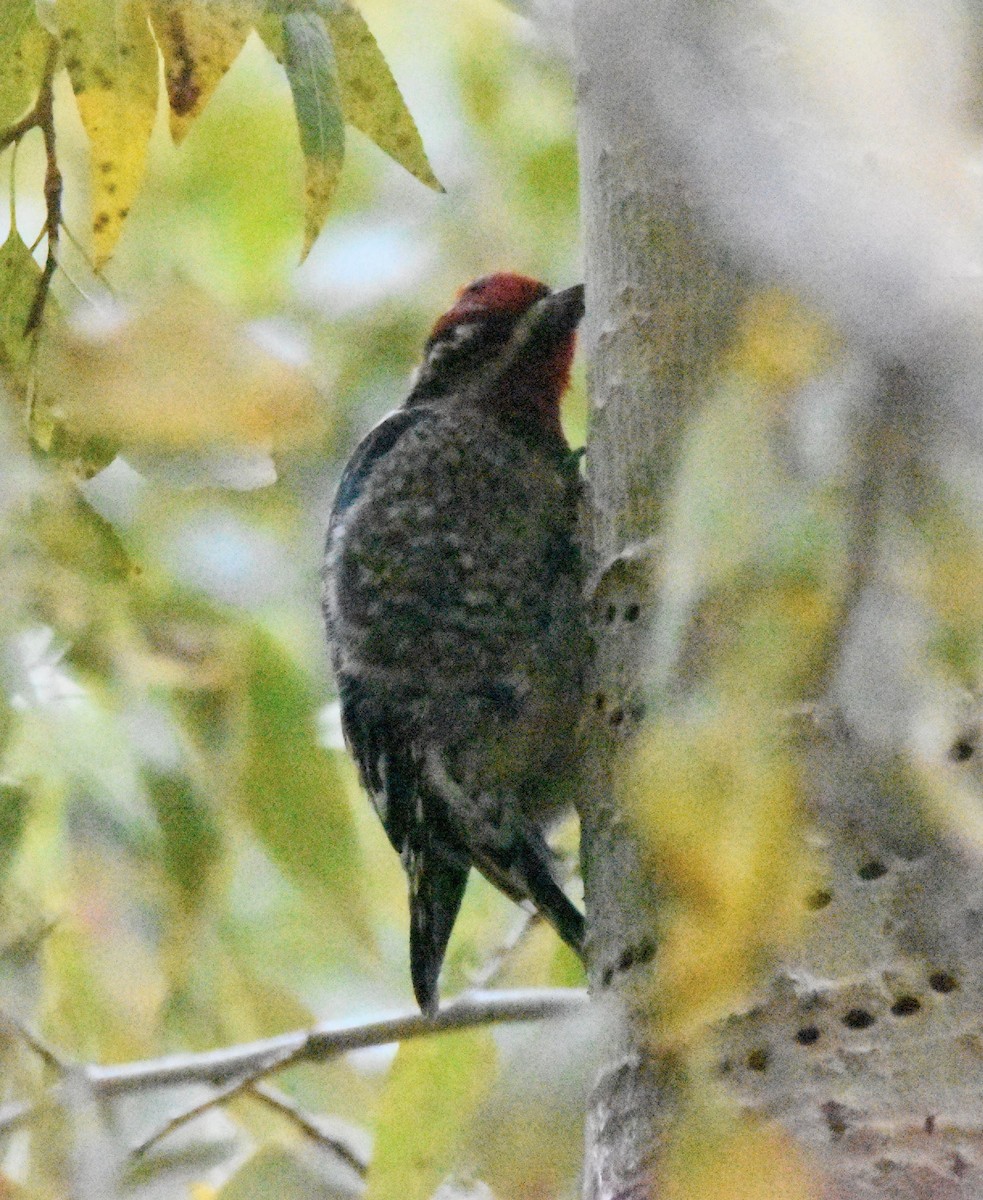 Red-naped Sapsucker - ML643576959