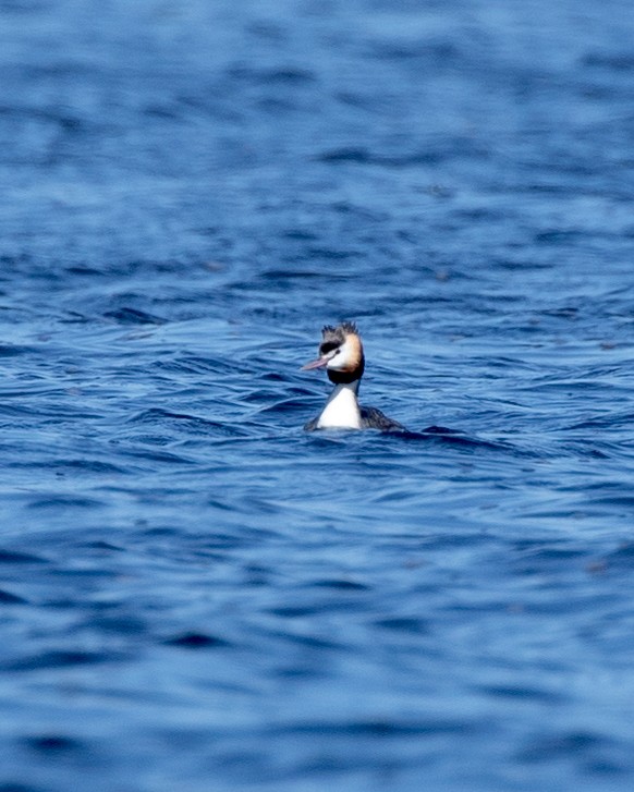 Great Crested Grebe - ML643576960