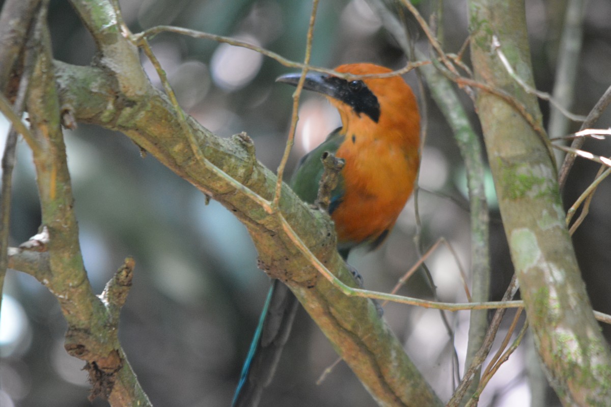 Rufous Motmot - ML643576961