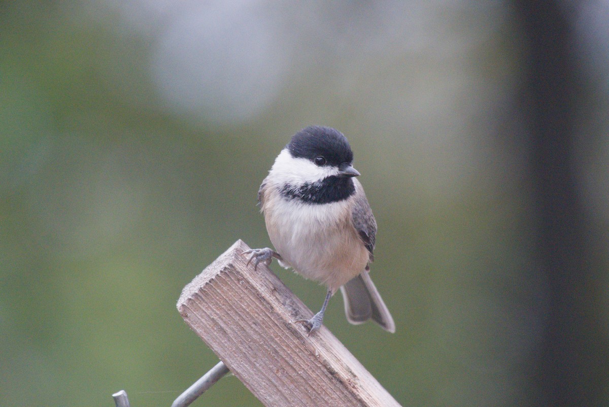 Mésange de Caroline - ML643576962
