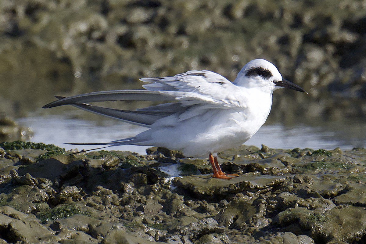 Forster's Tern - ML643576963