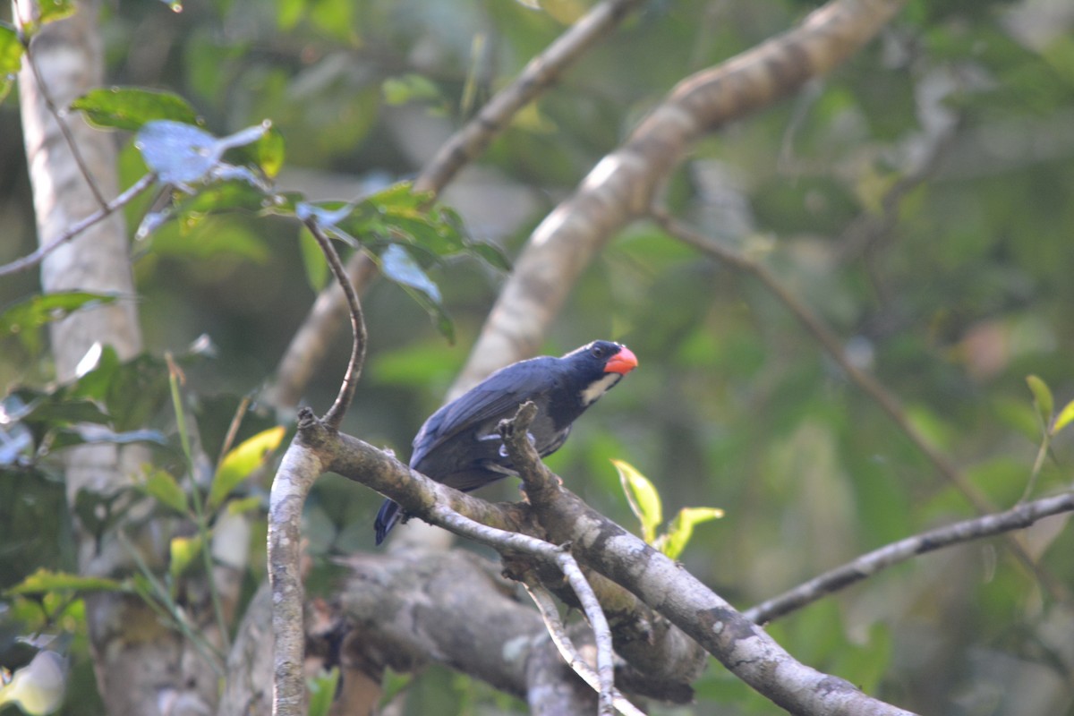 Slate-colored Grosbeak - ML643576970