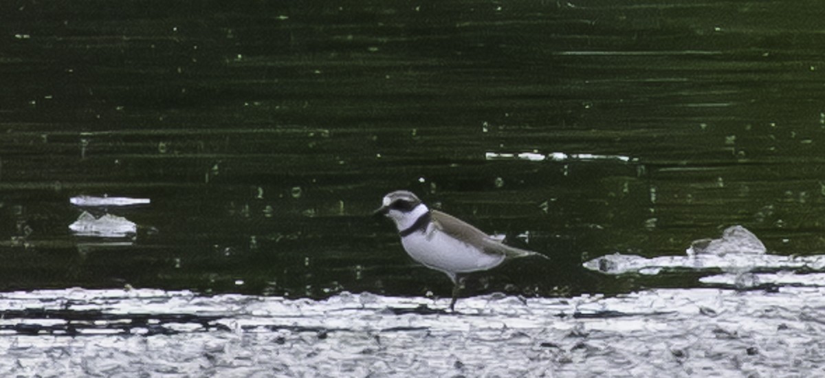 Semipalmated Plover - ML643576971