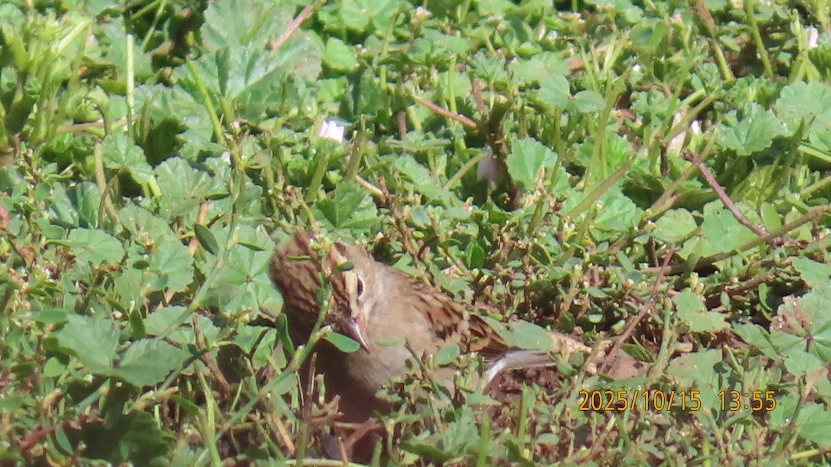Chipping Sparrow - ML643576976
