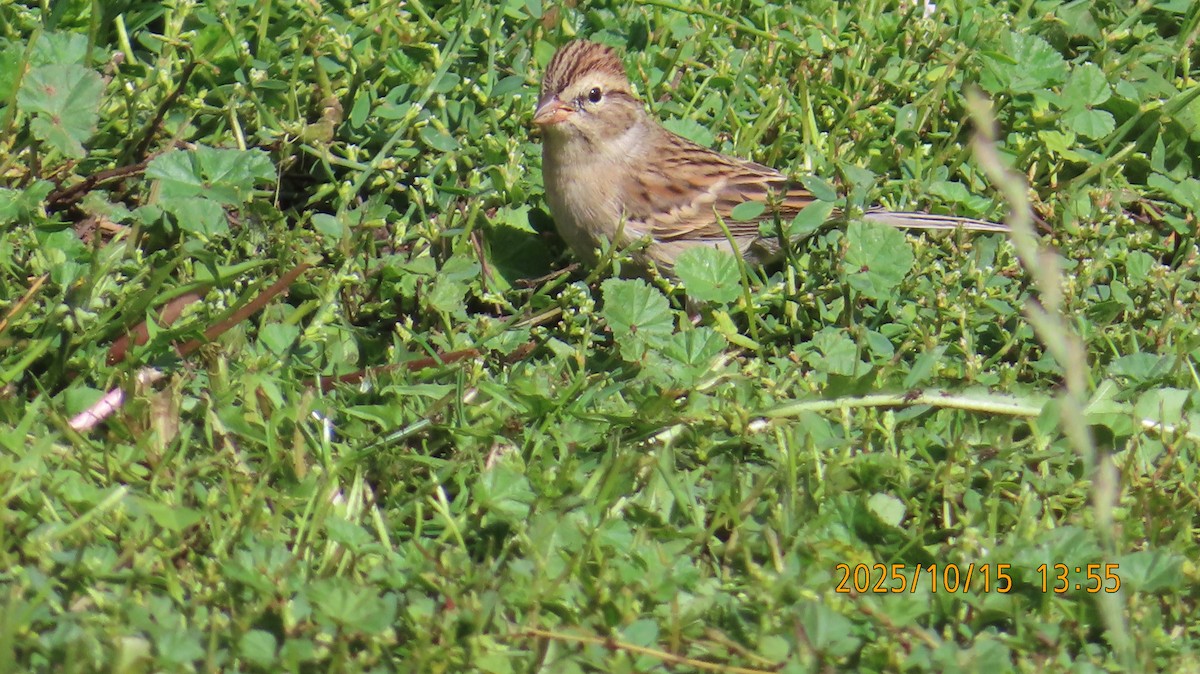 Chipping Sparrow - ML643576977