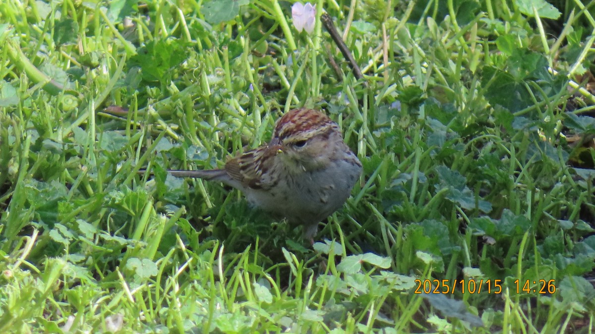 Chipping Sparrow - ML643576978