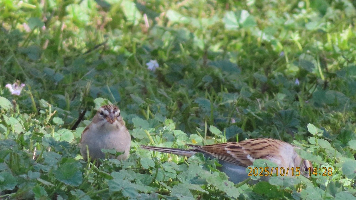 Chipping Sparrow - ML643576979