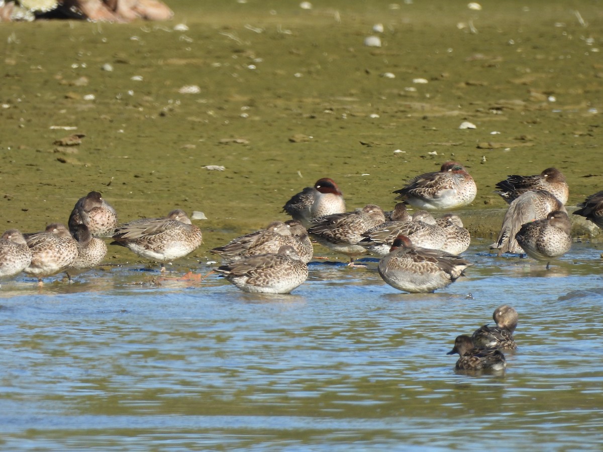 Green-winged Teal - ML643576983