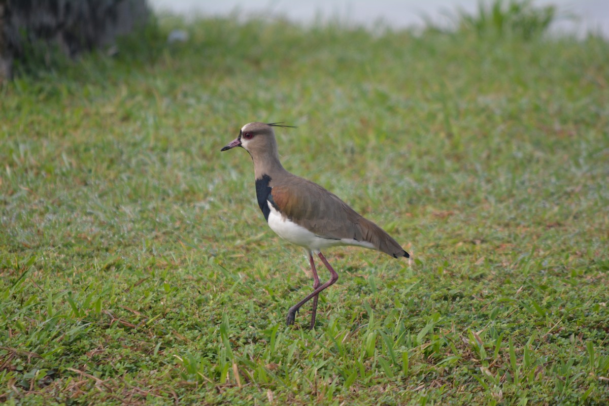 Southern Lapwing - ML643576986