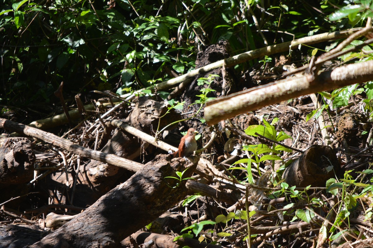 Common Squirrel-Cuckoo - ML643576998