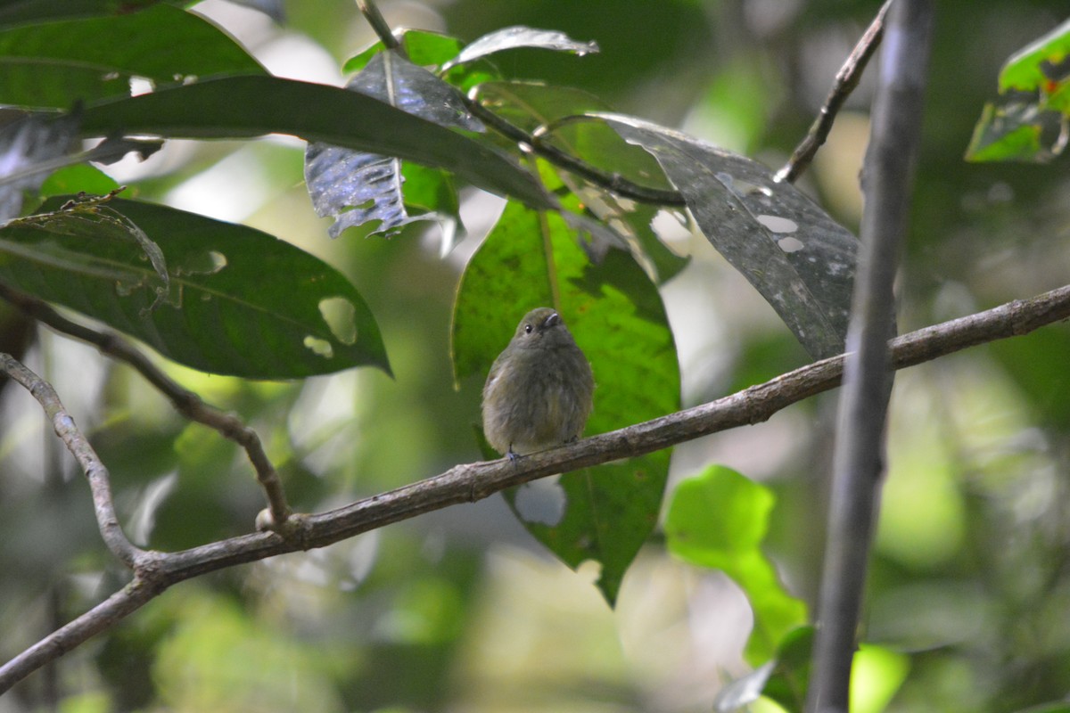 Velvety Manakin - ML643577002