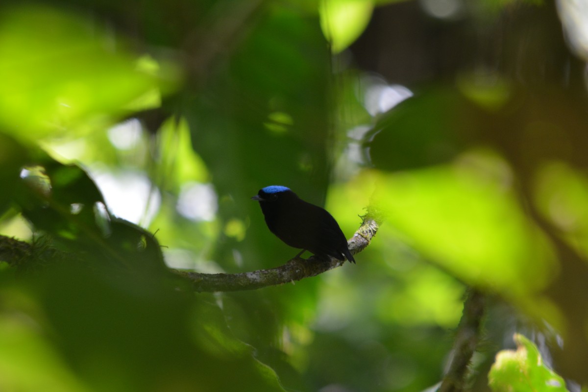 Velvety Manakin - ML643577003