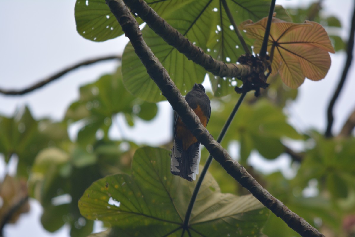 White-tailed Trogon - ML643577006