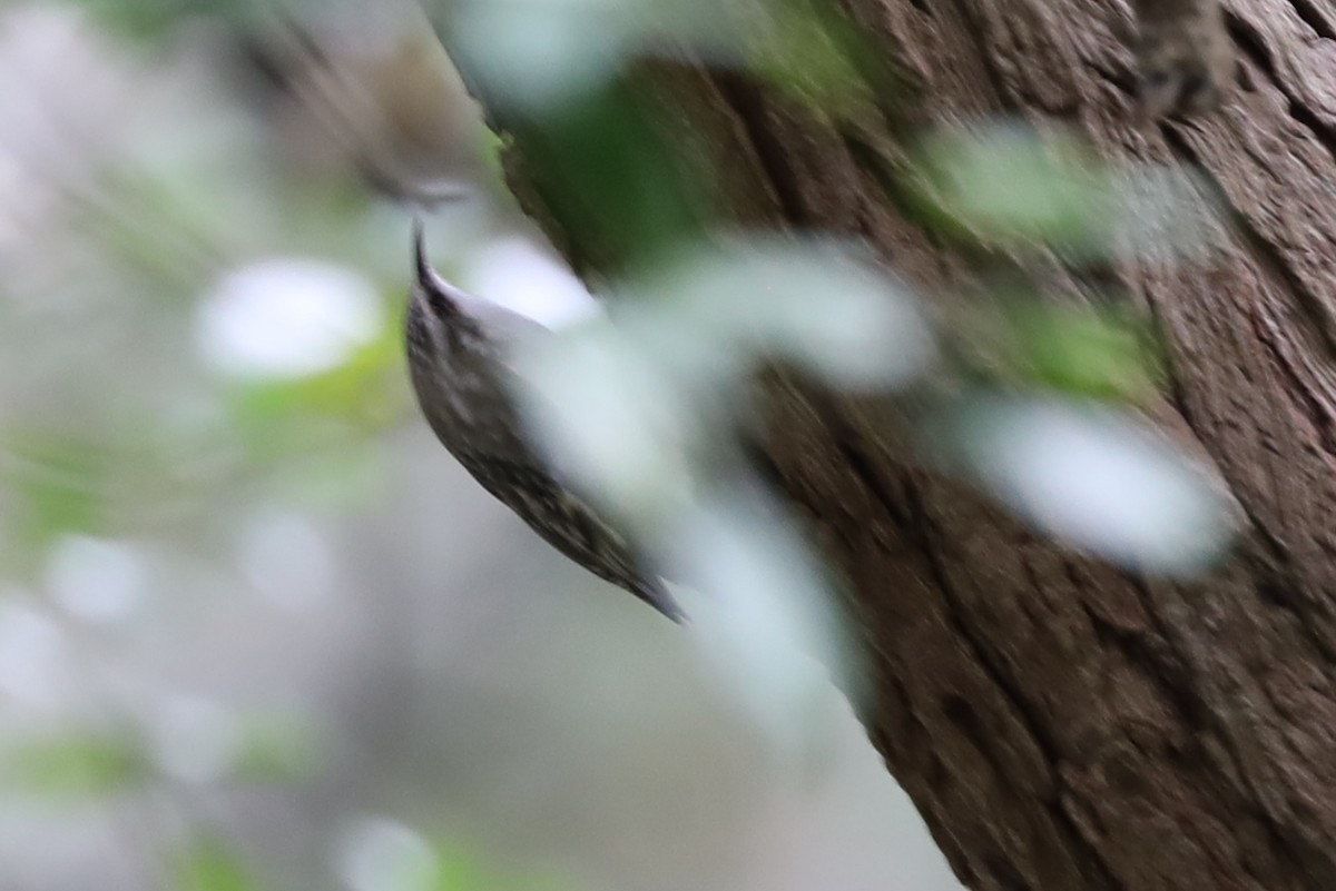 Brown Creeper - ML643577017