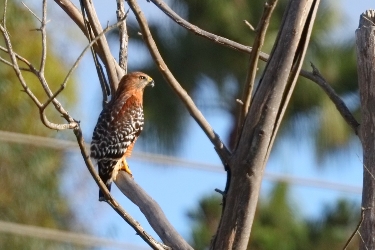 Red-shouldered Hawk - ML643577018
