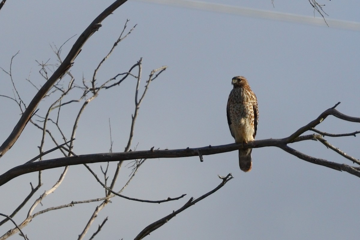 Red-shouldered Hawk - ML643577019