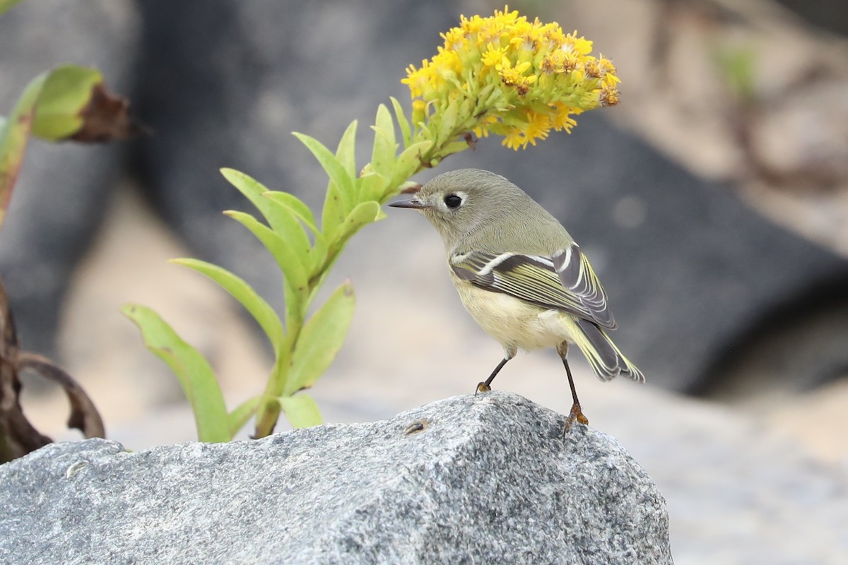 Ruby-crowned Kinglet - ML643577021