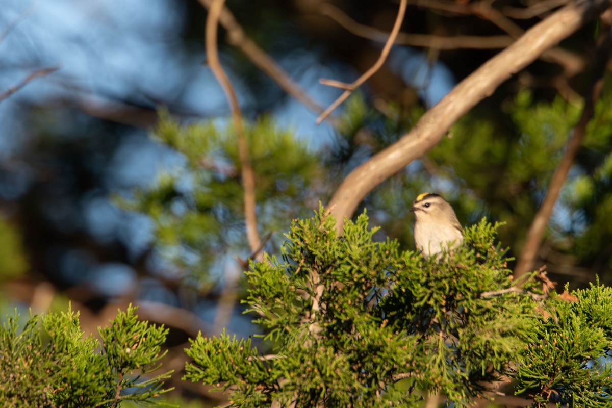 Golden-crowned Kinglet - ML643577026