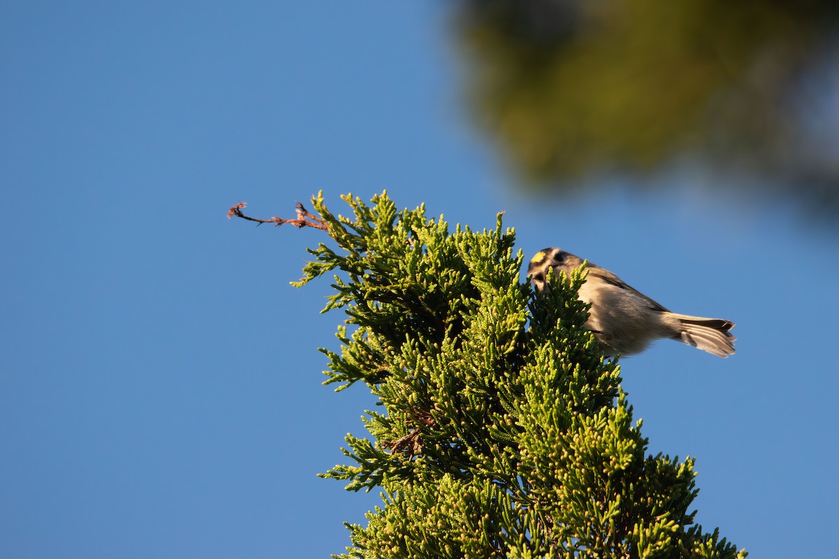 Golden-crowned Kinglet - ML643577030