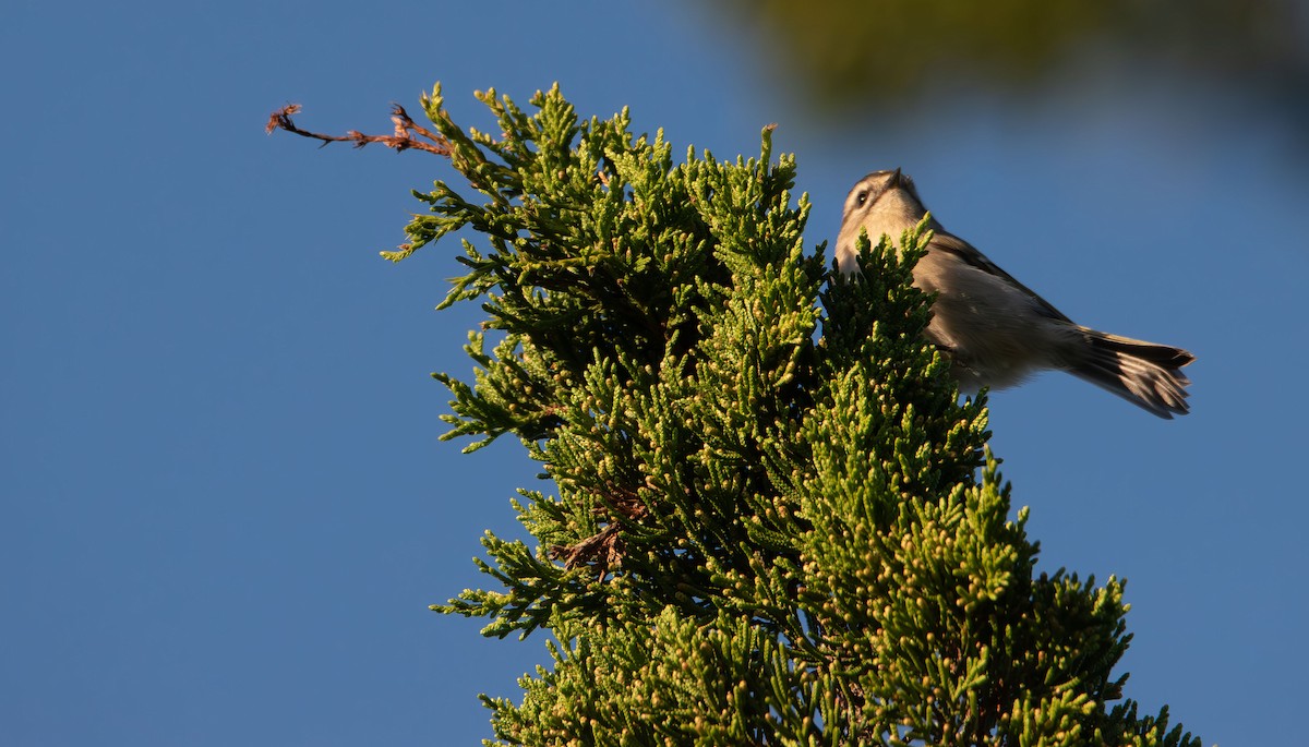 Golden-crowned Kinglet - ML643577032