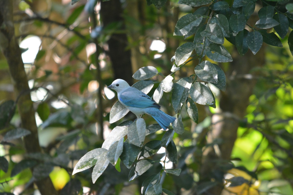Blue-gray Tanager - ML643577033