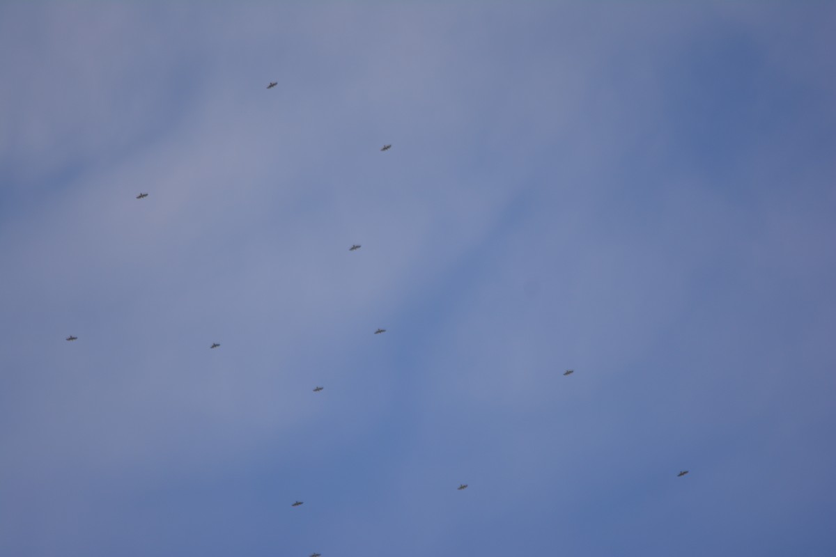 Broad-winged Hawk - ML643577034