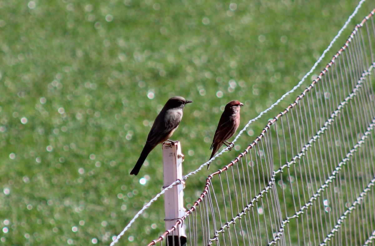 Say's Phoebe - ML643577037