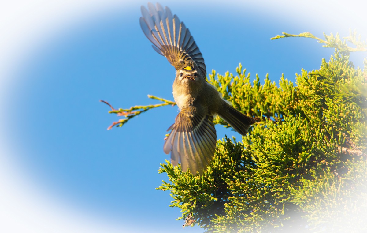 Golden-crowned Kinglet - ML643577038