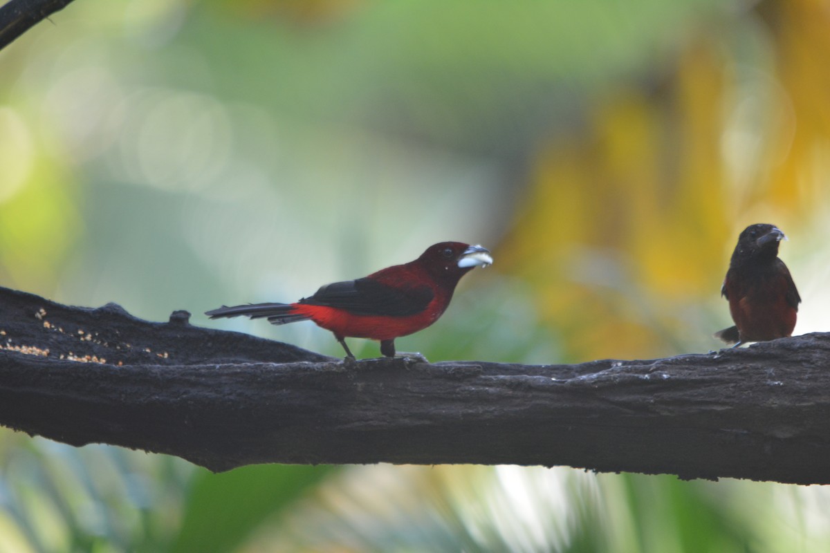 Crimson-backed Tanager - ML643577039