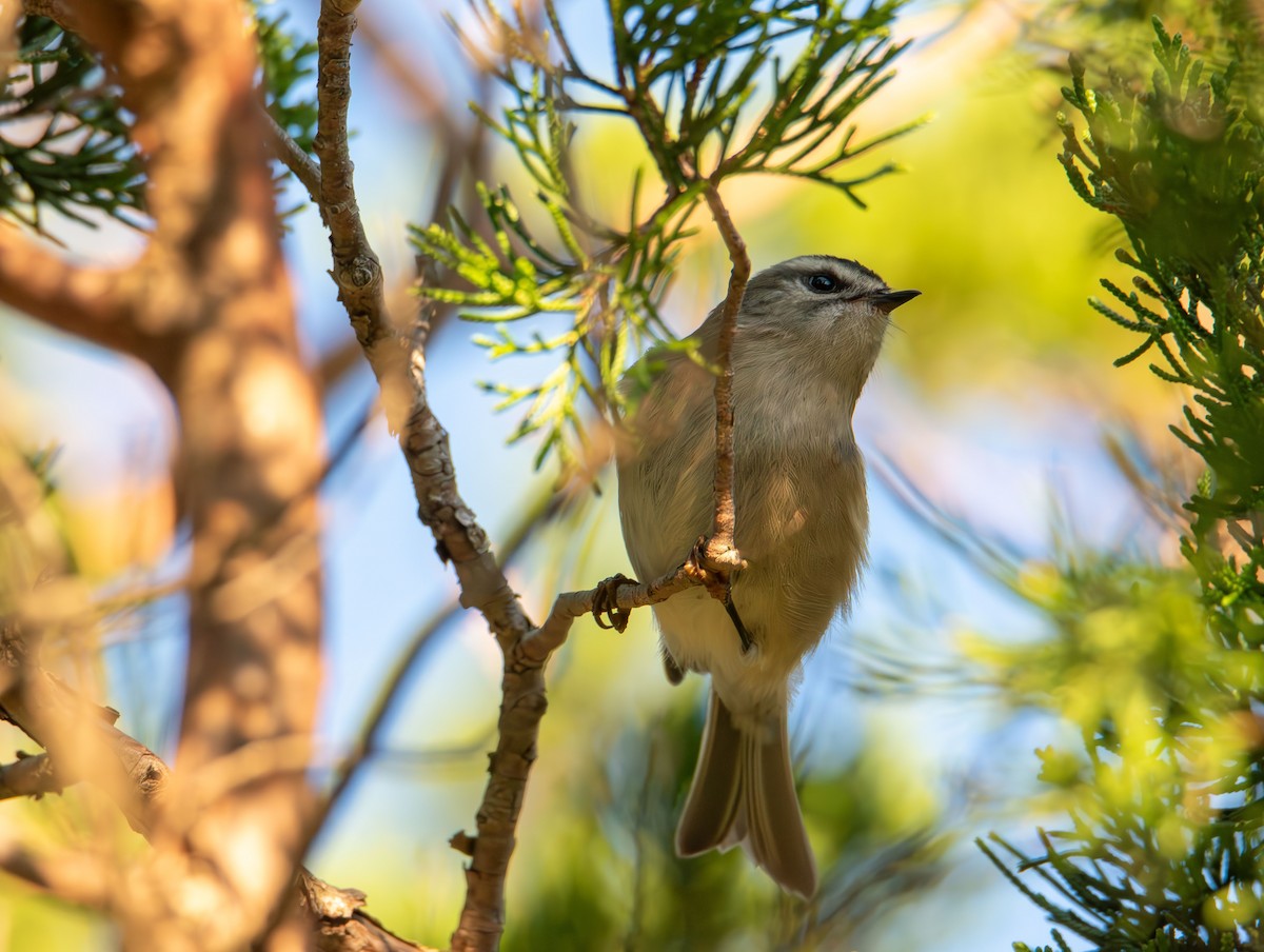 Golden-crowned Kinglet - ML643577041