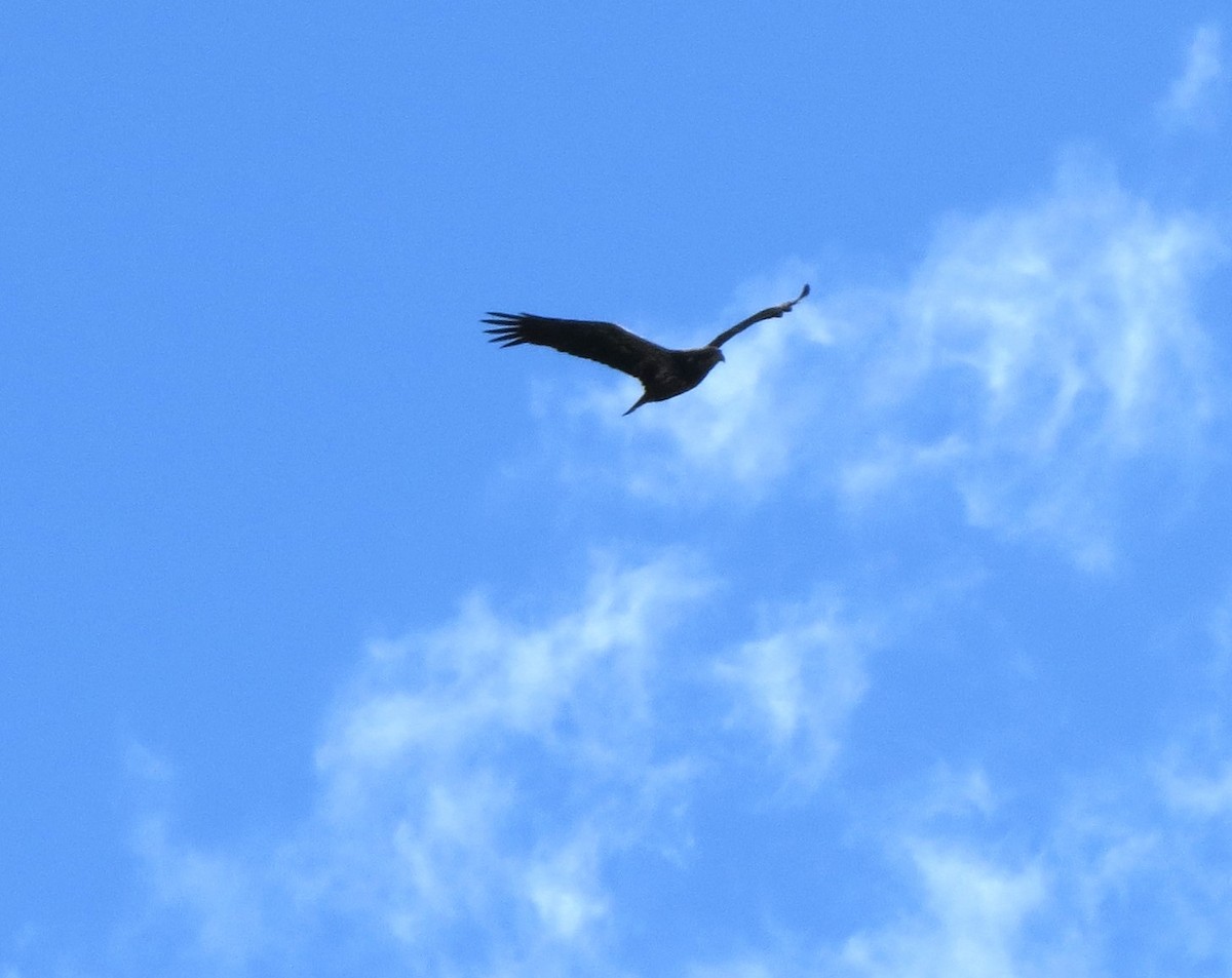 Bald Eagle - ML643577042