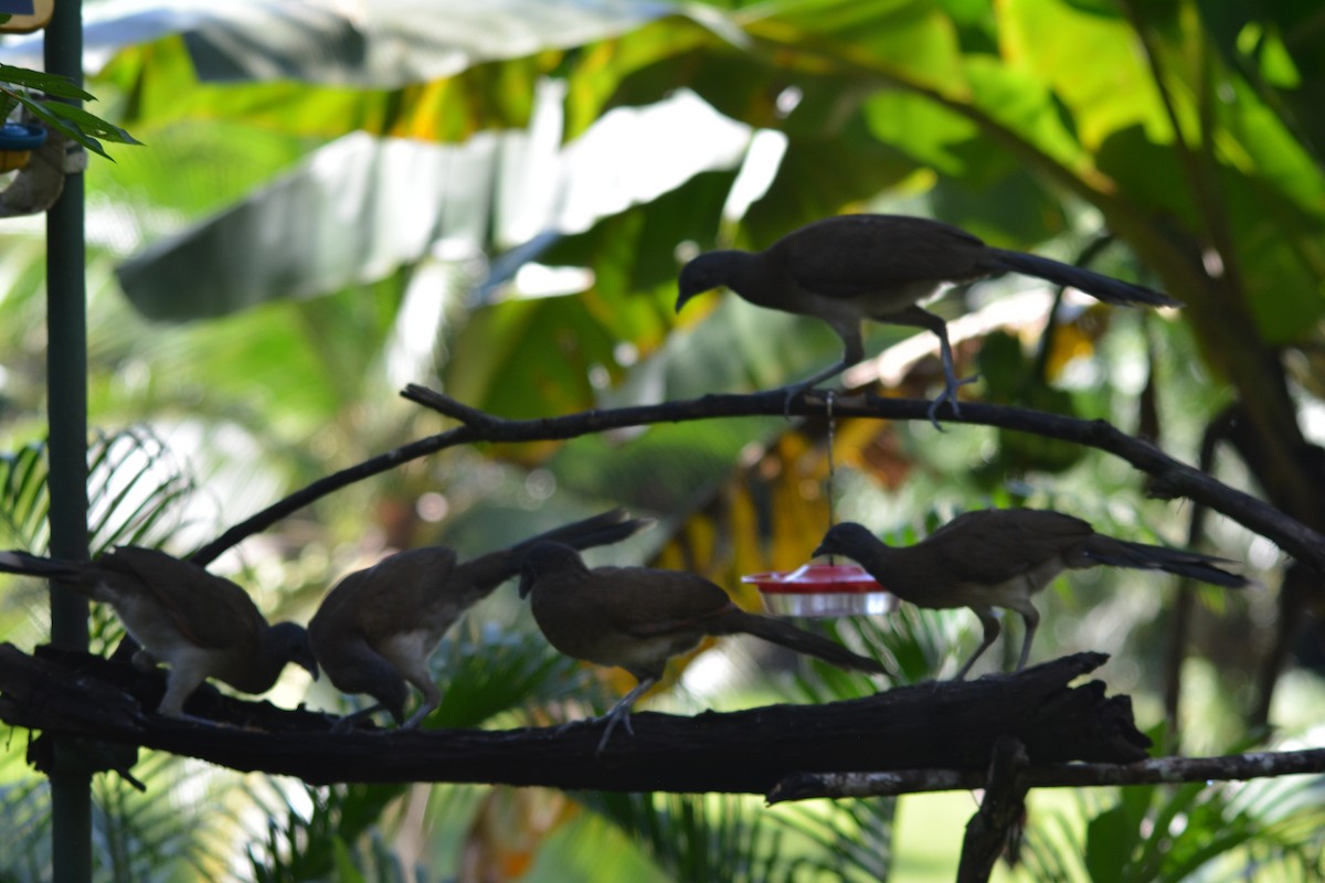 Gray-headed Chachalaca - ML643577043